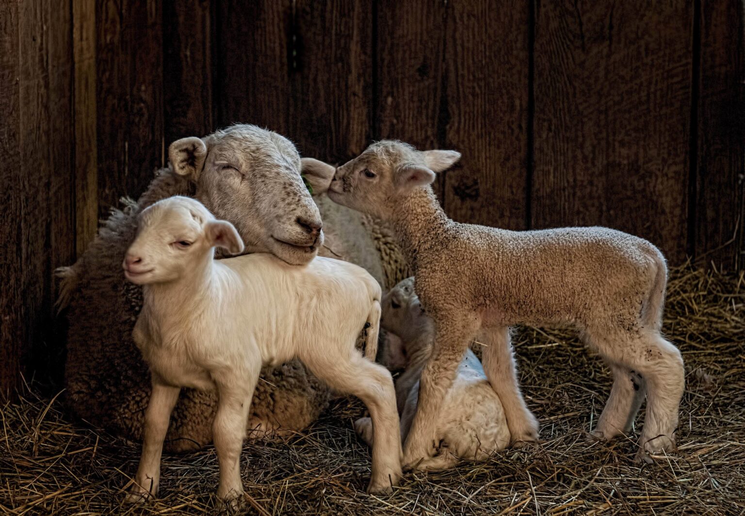 Farm Stay USA founders with lambs