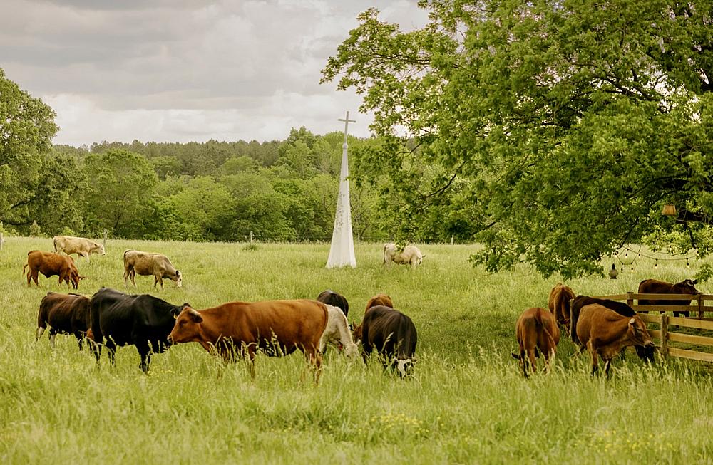 Featured Image - cows in a pasture