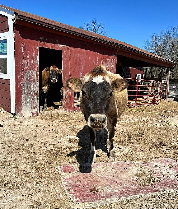 brown cow looking at camera with another cow in background