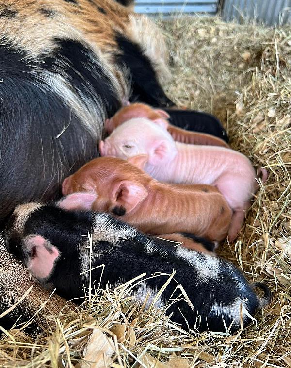 piglets with sow