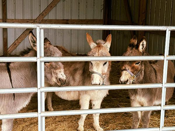 Charity’s Hope Family Farm