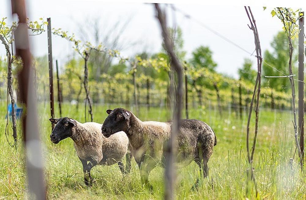 Featured Image - two sheep in a vineyard
