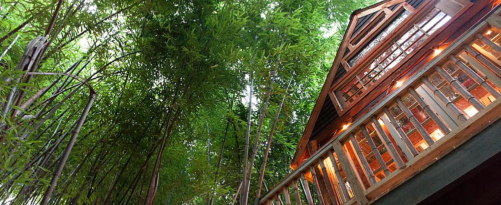 Featured Image - treehouse at angle with green trees above