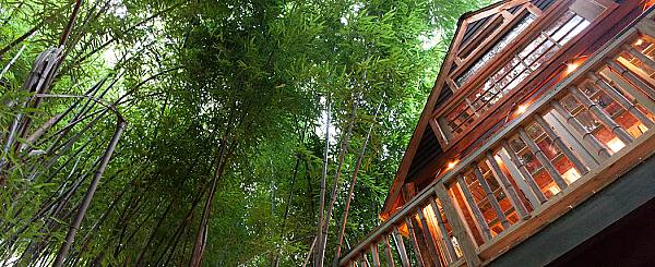 Alpaca Treehouse and Llama Farm