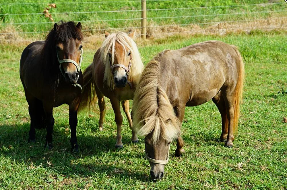 Featured Image - three ponies on grass pasture