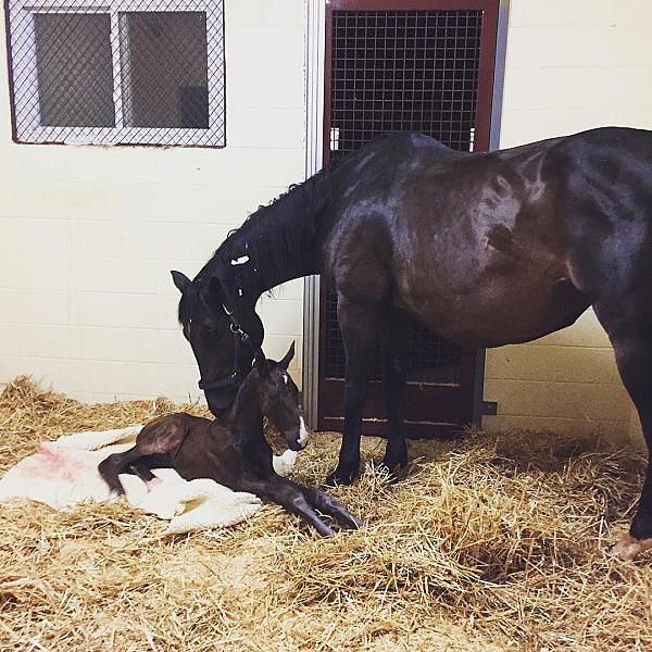 Horse cleaning her foal