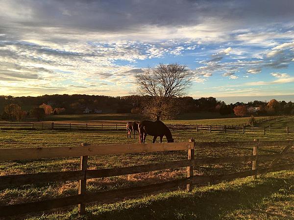 Horses in the pasture