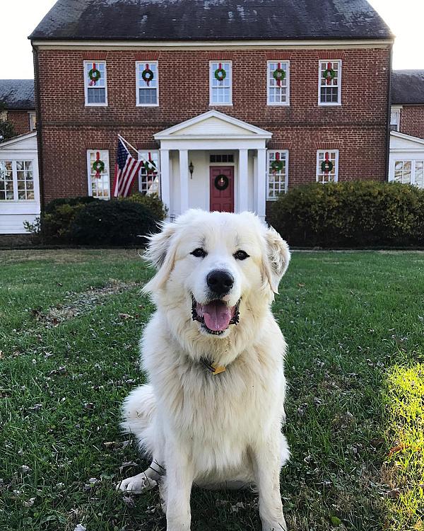 Dog sits in front of house