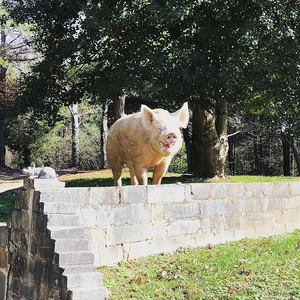 A pig standing at the top of a wall at The White Pig Bed and Breakfast