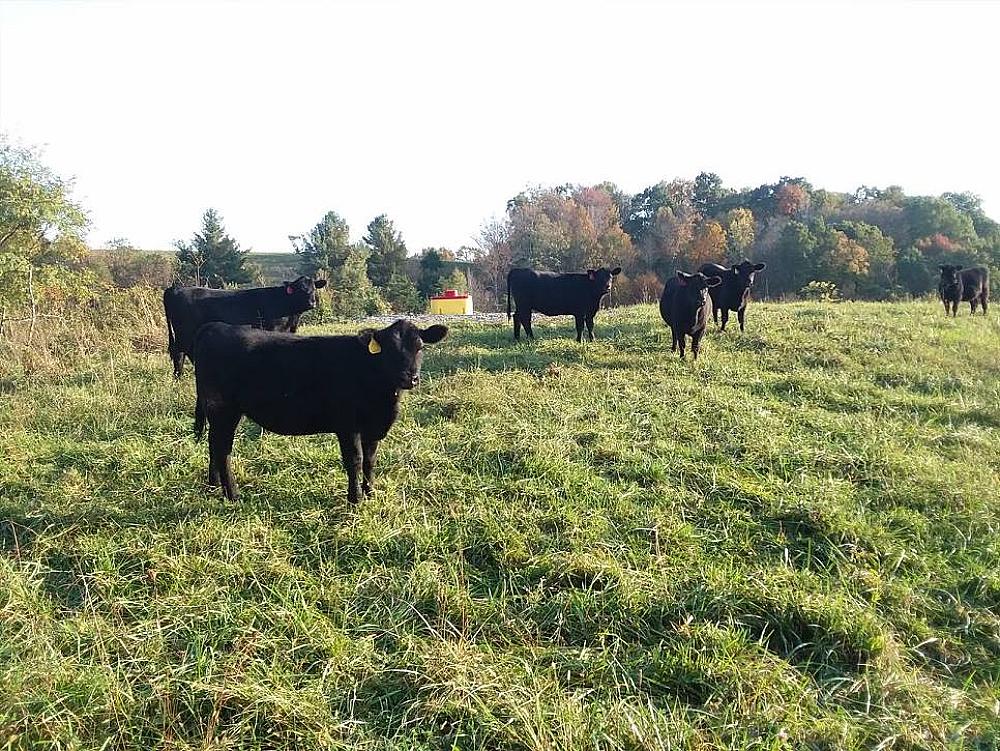 Featured Image- cattle standing in a green pasture