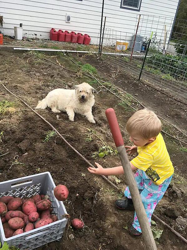 Kid in the garden digging potatoes with dog nearby