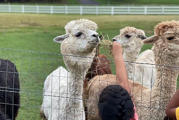 three alpacas being fed hay by guest
