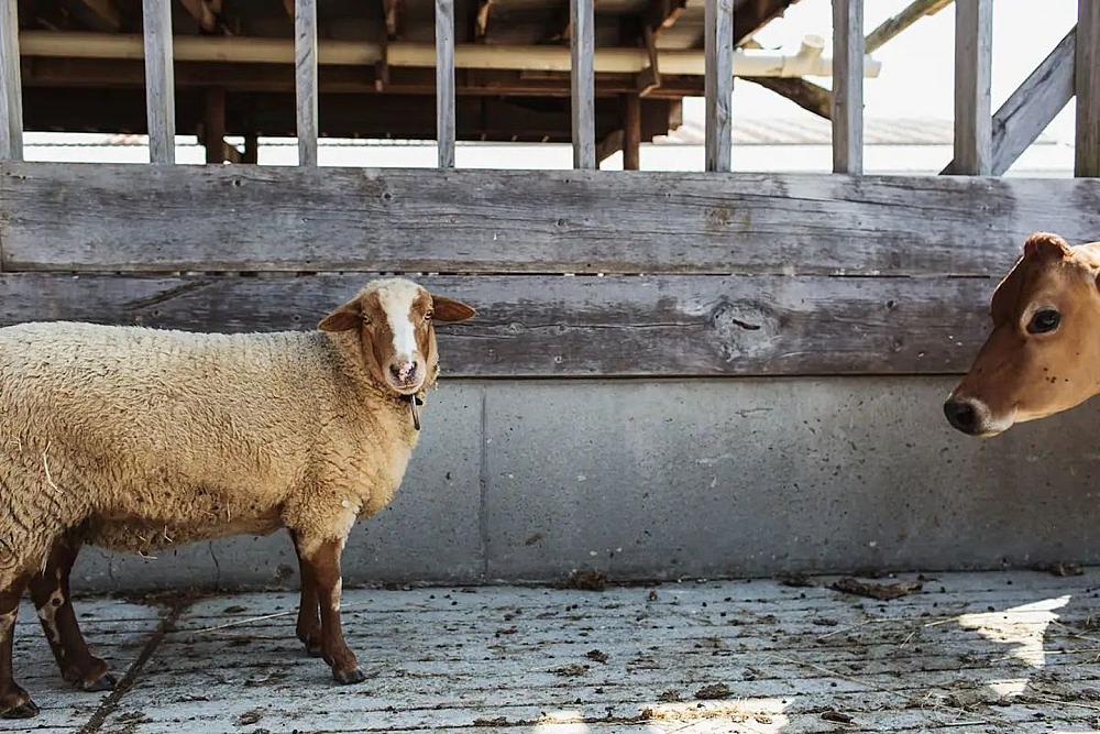 Featured Image - sheep and cow