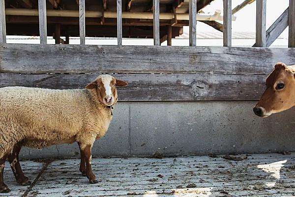 Graceful Acres Farmstay at Otter Creek Farm