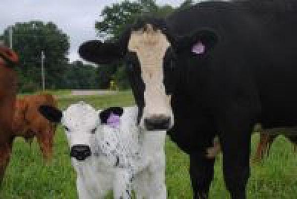 Cow and calf ooking at photographer