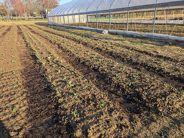 planted beds of vegetables