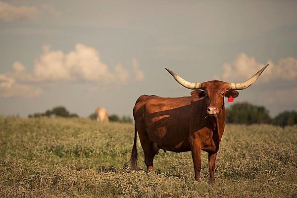 Starhill Farms TX | Farm Stay USA