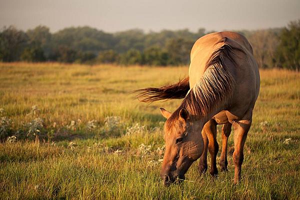 Starhill Farms TX | Farm Stay USA