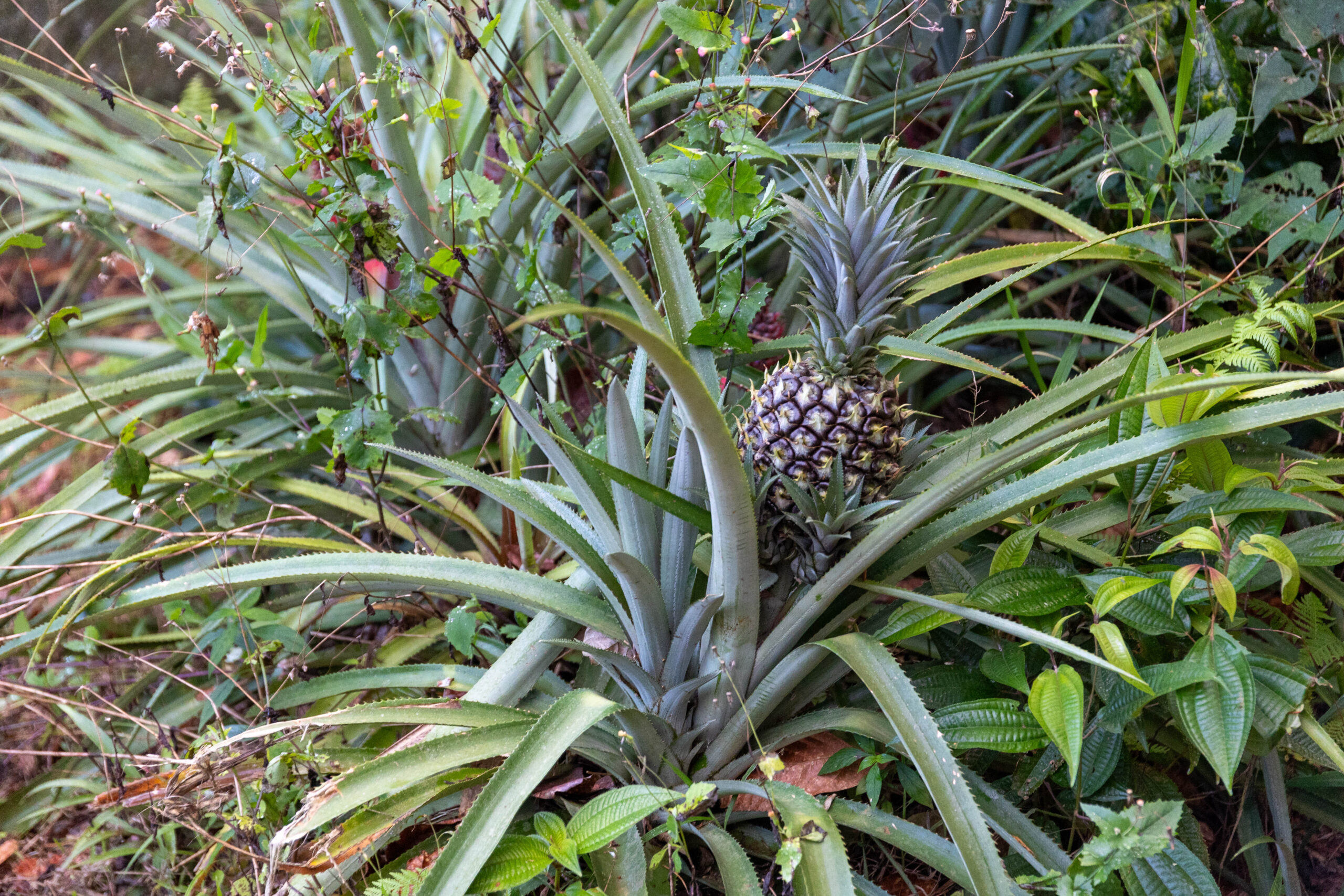 A Farm Stay Adventure in the Mountains of Puerto Rico