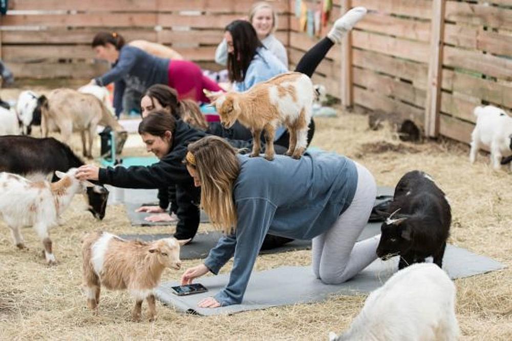 Featured Image - goat yoga with goats all around women on hands and knees