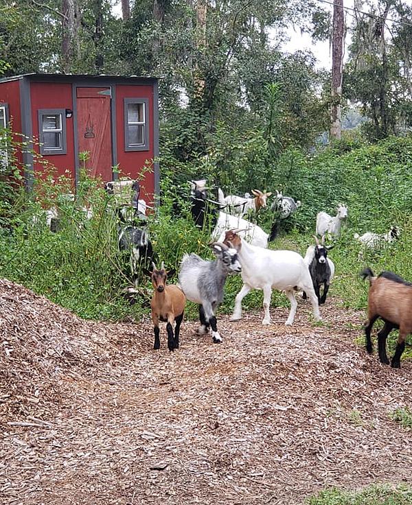 Nigerian dwarf goats in a garden