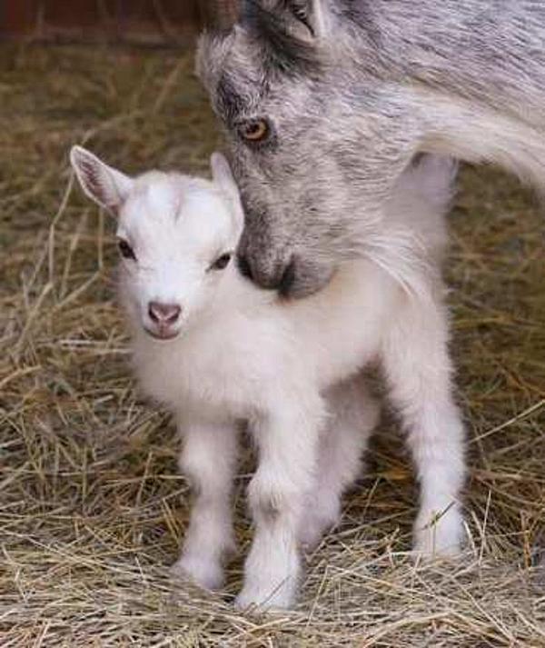 white goat kid with mother