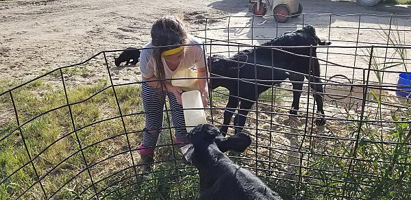 young child feeding cow