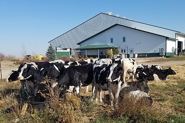 Dairy cows in front of milking barn