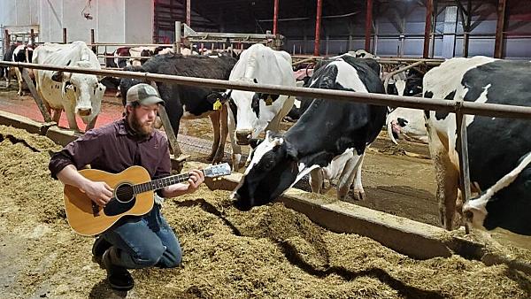 Man singing to cows in the barn