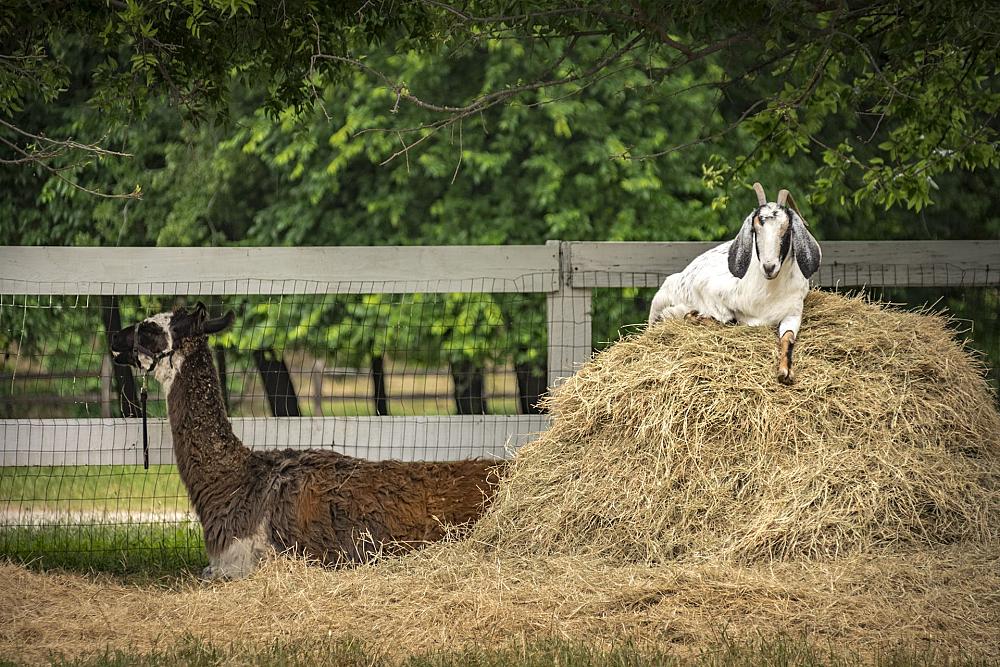 Featured Image - llama and goat lying down