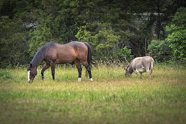 bay horse and donkey eating in pasture