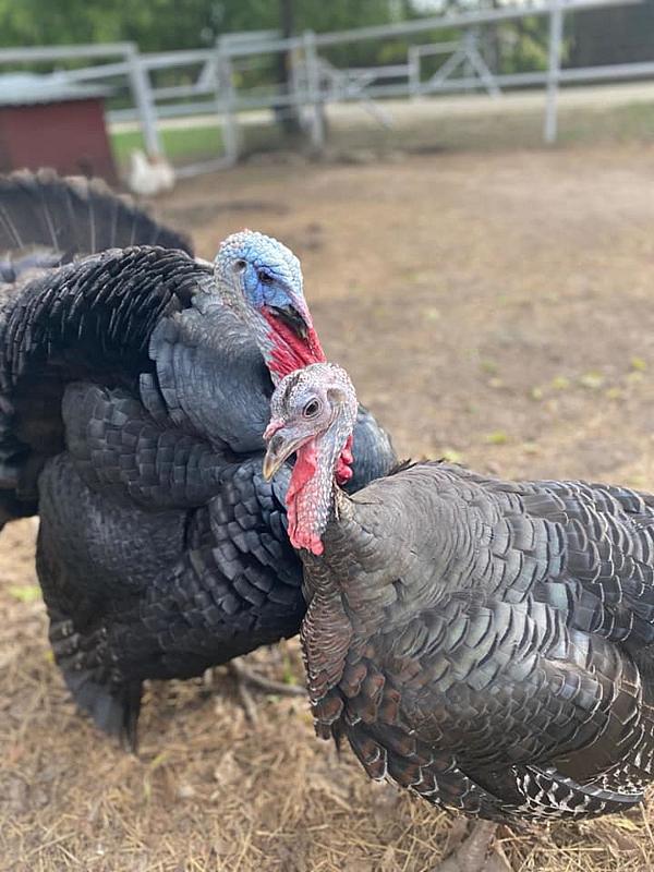 two Bronze turkeys