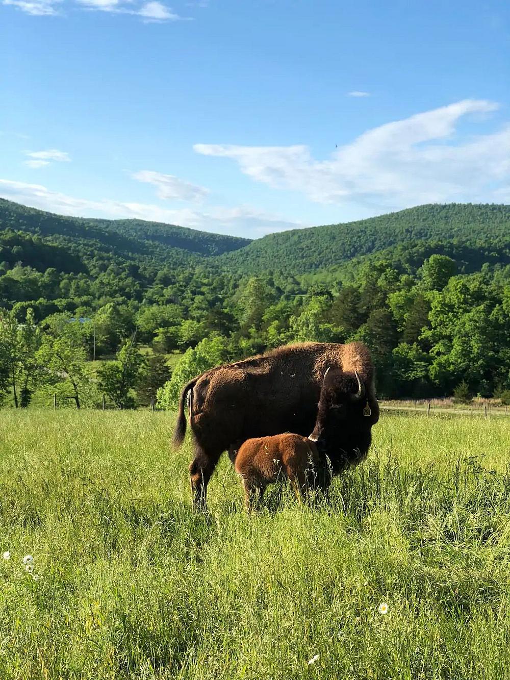 Featured Image- Bison grazing in a field with hill in the background
