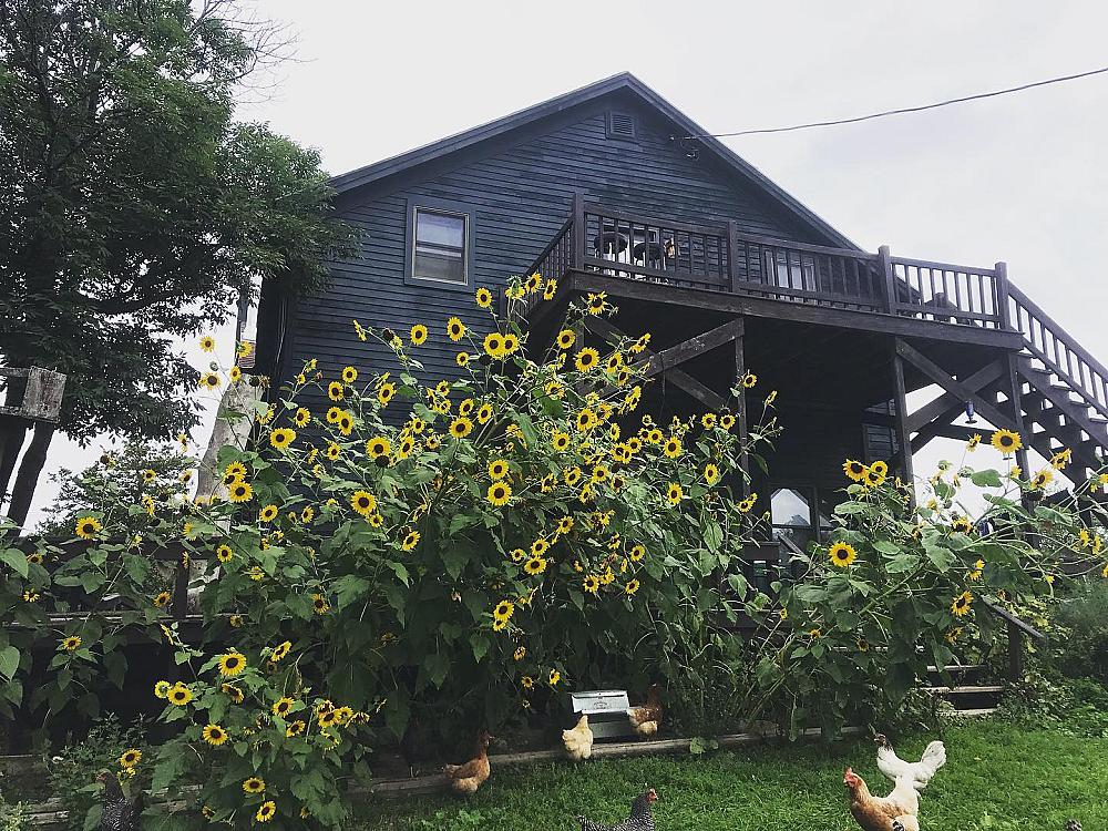 Featured Image - grey two  story house behind bed of sunflowers