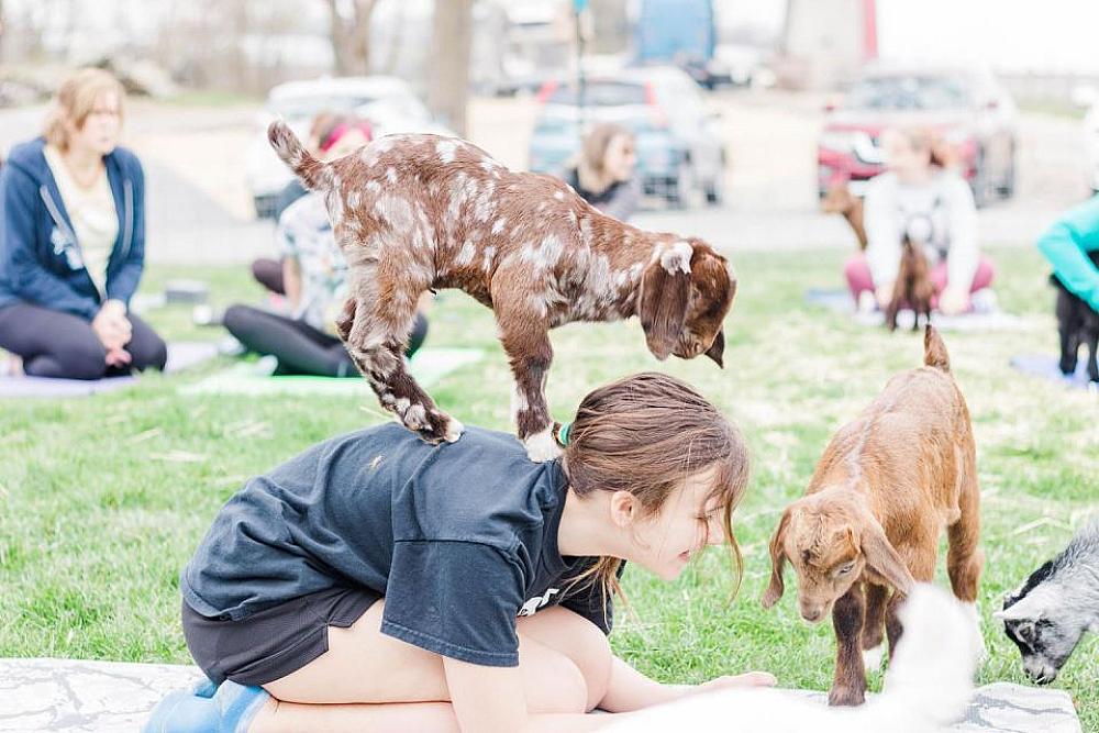 Featured Image - goat on the back of a little girl with other goats and people in the background