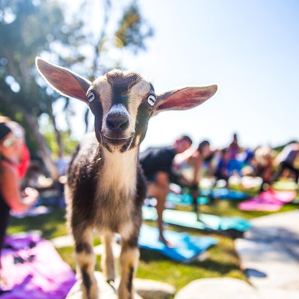 Featured Image- a goat with people practicing yoga in the background