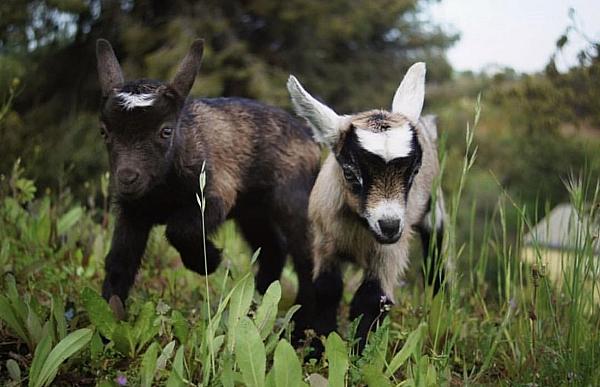 baby goat kids running