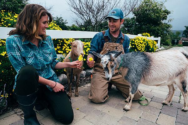 a couple petting some goats