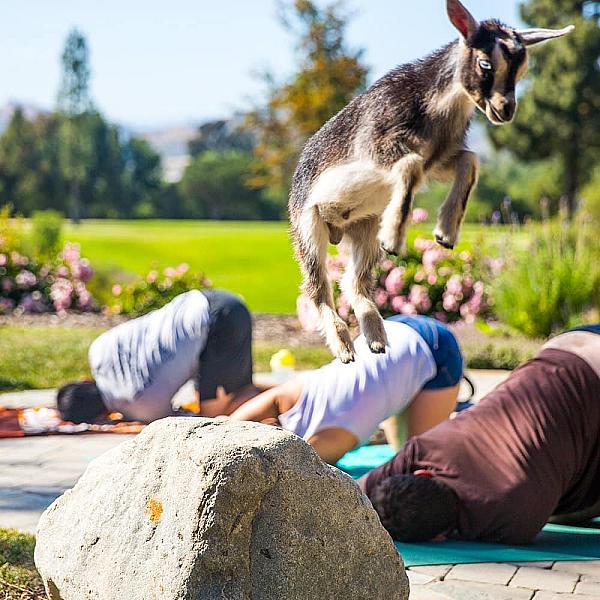 Oats and Ivy Farm, Somis, CA | Farm Stay USA