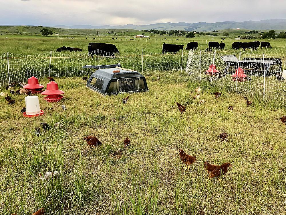 Featured Image- free range chickens