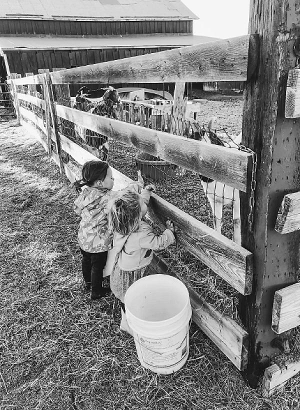2 children peeking in on livestock through a wooden fence
