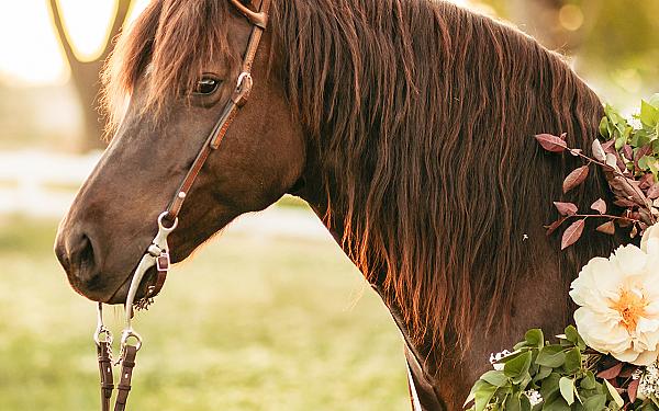 brown horse with flowers around its neck