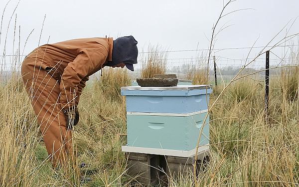 man looking over beehive