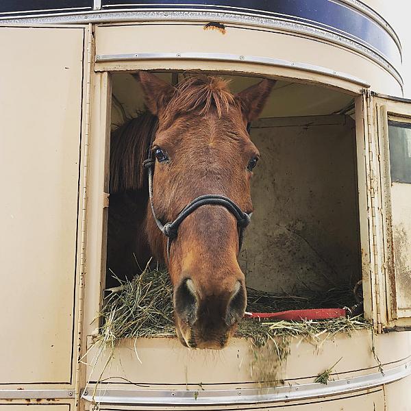 a brown horse sticking its head out of a trailer