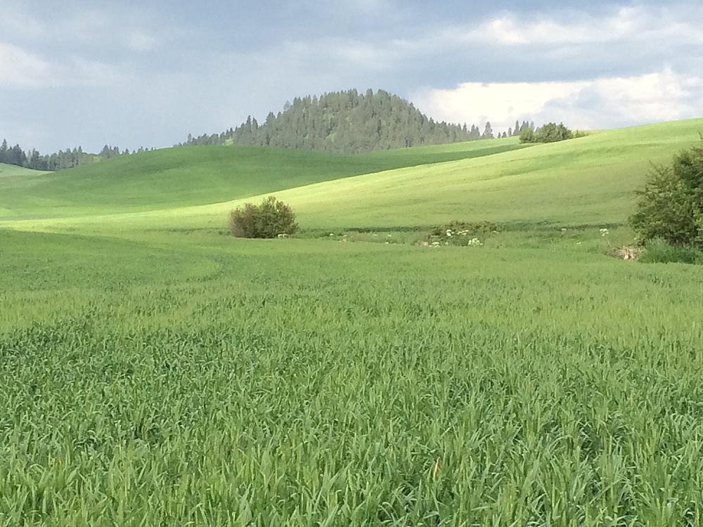 Featured Image- Lush, green farm field with forested hills in the background. 