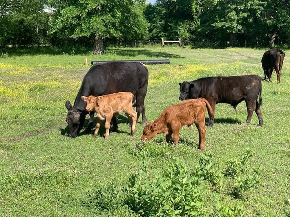 Featured Image- cattle grazing in a field
