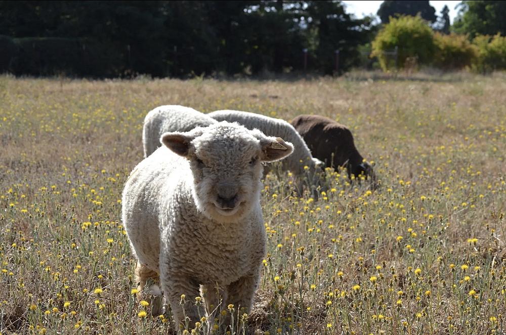 Featured Image- Sheep grazing in a field
