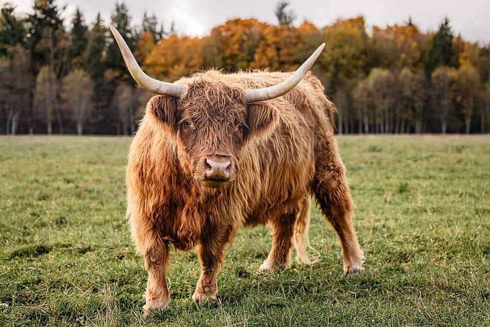 Featured Image- Highland cow standing in a field