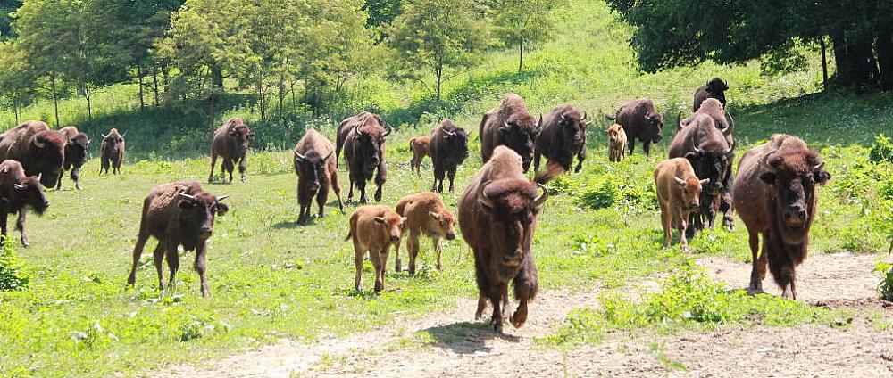 Featured image - buffalo cows and calves walking in pasture