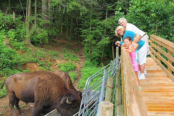 family looking from bridge into buffalo pasture
